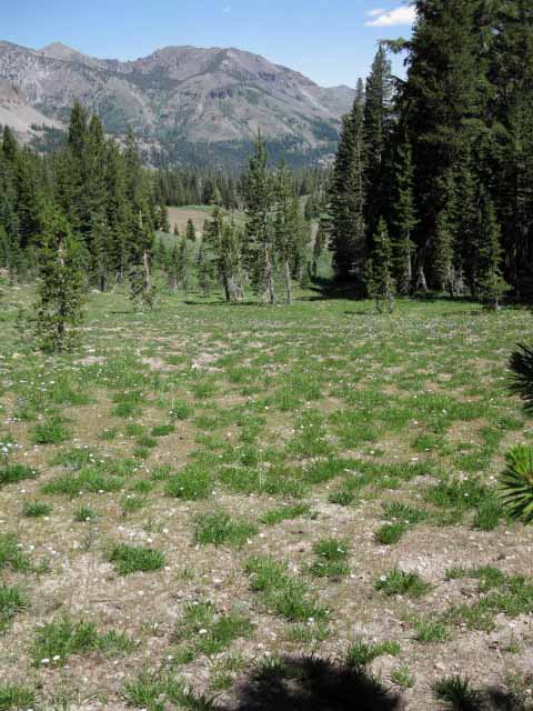 Looking East at Wolf Creek drainage E of Highland and Silver Peaks.